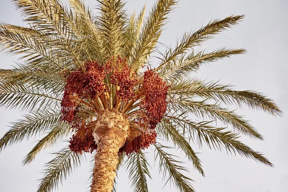 عکس درخت نخل با میوه های خرما در برابر آسمان آبی - تصویری زیبا و دلنشین