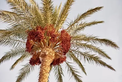 عکس درخت نخل با میوه های خرما در برابر آسمان آبی - تصویری زیبا و دلنشین