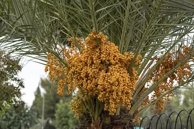 عکس رشد و تغییر رنگ خرماهای رسیده بر روی درخت نخل