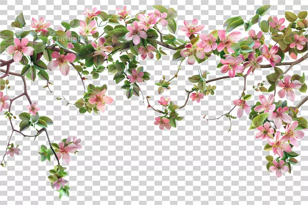 عکس دوربری تصویری زیبا از پیچک صبحگاهی با گل های بنفش درخشان