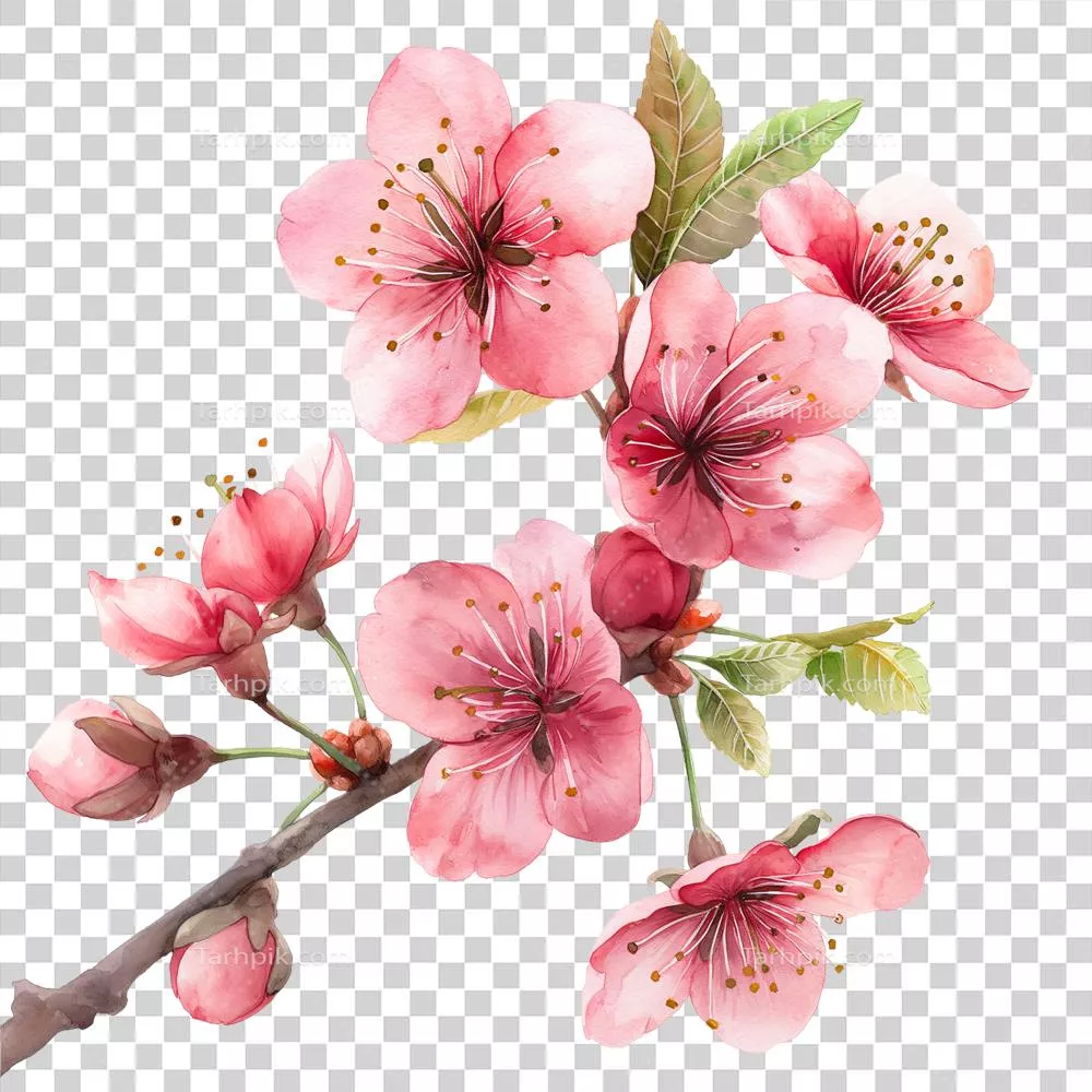 عکس دوربری نقاشی آبرنگی زیبا از شکوفه های گیلاس با پس زمینه شفاف