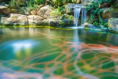 عکس باغ ژاپنی با آبشارهای زیبا و استخر کای در فضایی آرامش بخش
