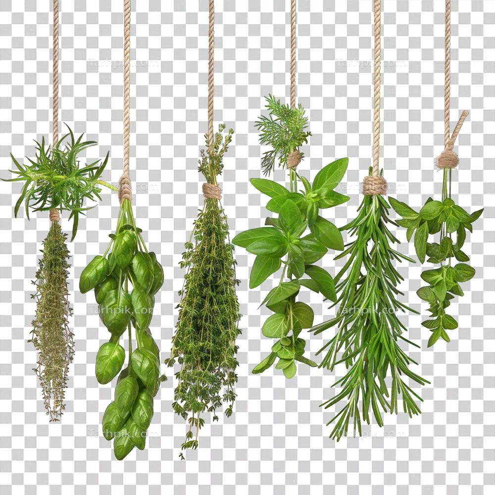 عکس دوربری ترکیب گیاهان مختلف با بند آویزان بر روی پس زمینه شفاف