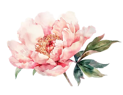 عکس دوربری گل زیبای صورتی کمرنگ با طراحی آبرنگی برای مراسم عروسی و دعوتنامه