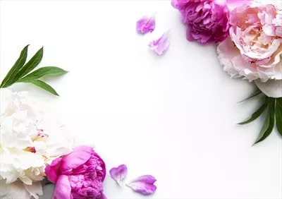 عکس تصویری زیبا از گل های قهرمان بر روی پس زمینه سفید