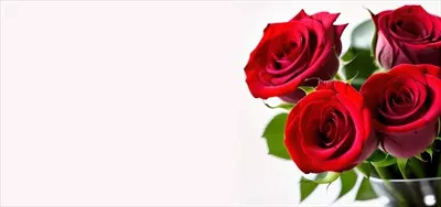 عکس ترکیب زیبای گل های رز برای مناسبت های خاص و جشن ها