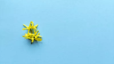 عکس گل زرد بر روی پس زمینه آبی با طراحی ساده و بافت ملایم
