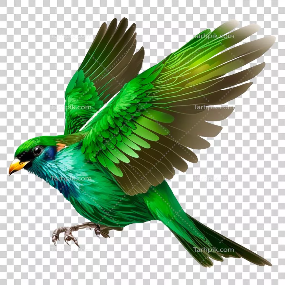 عکس دوربری پرنده ای زیبا و رنگارنگ از آمازون: موت موت با طراحی منحصر به فرد