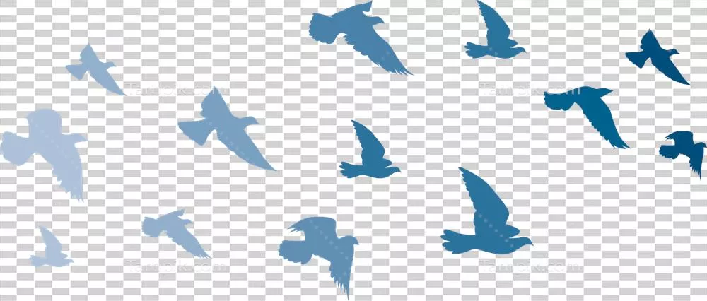 عکس دوربری طرح سیلوئت پرندگان در حال پرواز برای طراحی های هنری و دکوراسیون