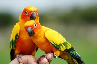 عکس جفت طوطی سان کنور با رنگ های زیبا در پس زمینه ای سبز و محو