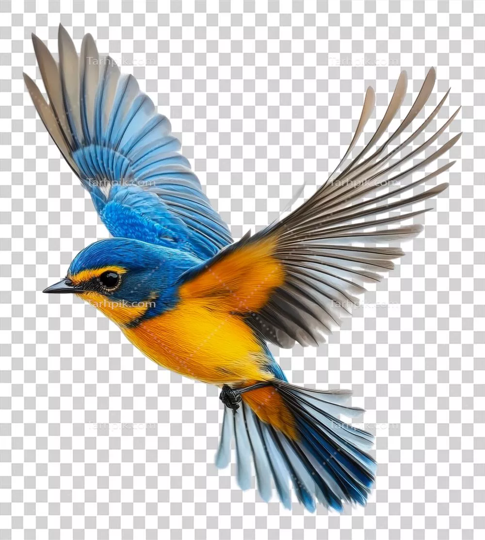 عکس دوربری پرنده ای رنگارنگ در حال پرواز بر روی پس زمینه ای سفید و خالص