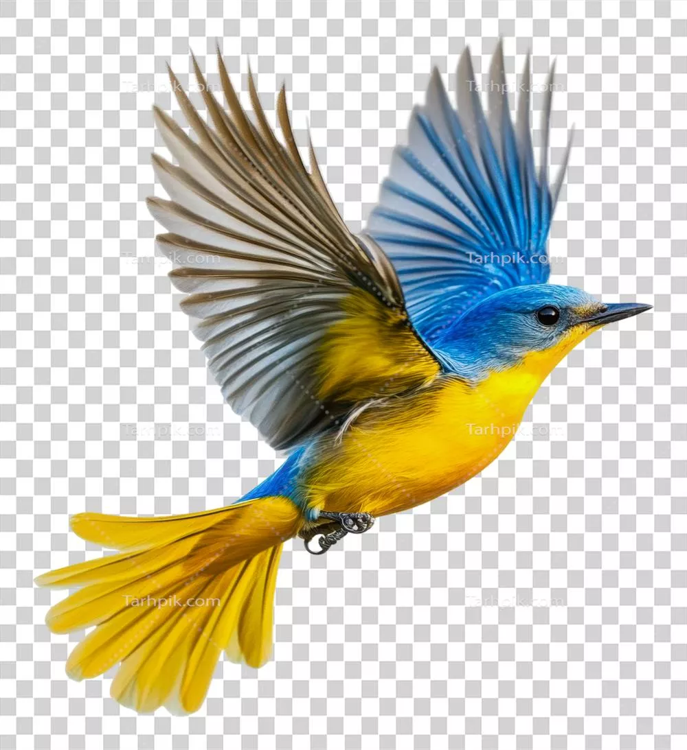 عکس دوربری پرنده ای زیبا با رنگ های آبی و زرد در حال پرواز