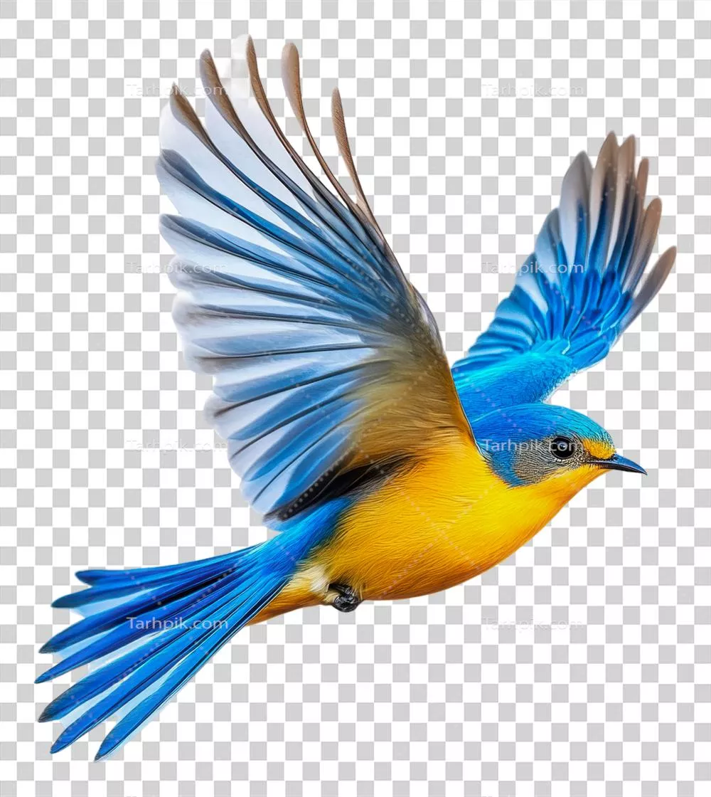 عکس دوربری پرنده ای رنگارنگ در حال پرواز بر فراز پس زمینه ای روشن و زیبا