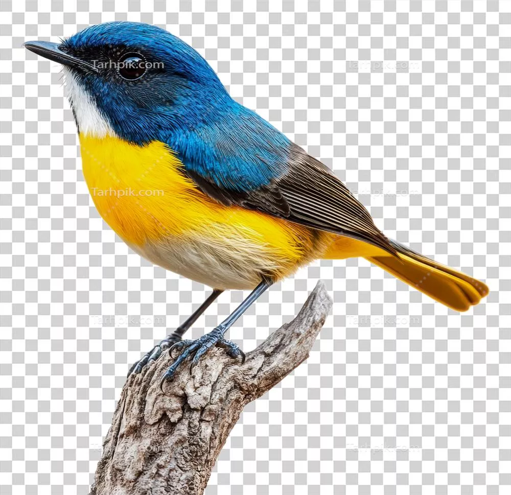 عکس دوربری پرنده ای رنگارنگ که بر روی شاخه نشسته است - تصویر زیبا و جذاب