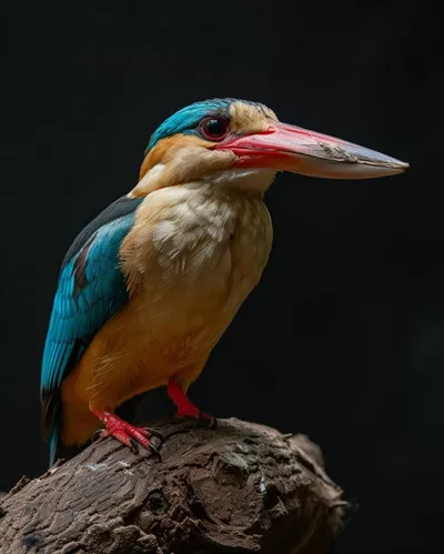 عکس پرنده ای رنگارنگ با منقاری بلند که بر روی شاخه نشسته است