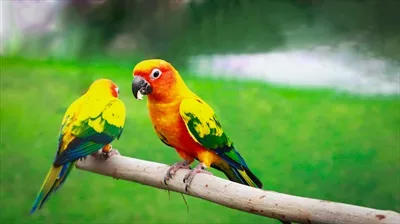عکس پرنده زیبای سان کانور، نشسته بر روی نشیمنگاه خود
