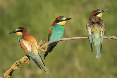 عکس گروهی از پرندگان زنبورخوار اروپایی در حال پرواز و شکار