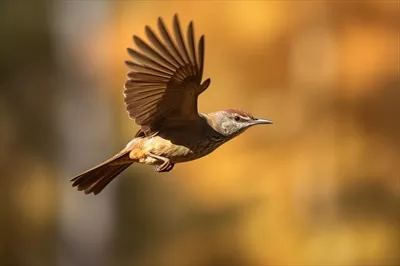 عکس پرنده ای باشکوه در حال پرواز در پس زمینه ای محو و زیبا