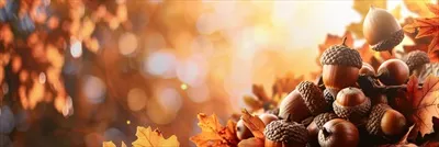 عکس پس زمینه ای زیبا از پاییز با بلوط ها و برگ های رنگارنگ در نور خورشید
