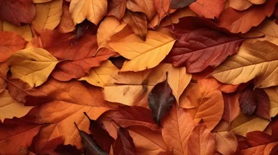 عکس تصویری زیبا از پاییز با برگ های رنگارنگ در حال سقوط
