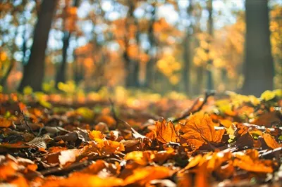 عکس تصویری زیبا از برگ های پاییزی درخشان با نور طلایی و منظره ای آرام