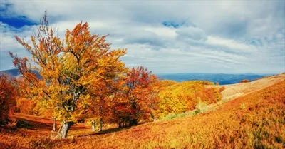 عکس مناظر پاییزی با درختان رنگارنگ و برگ های ریخته در فصل خزان