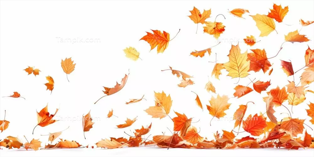 عکس برگ های پاییزی در حال سقوط بر روی زمینه ای سفید، تجلی زیبایی های فصل پاییز