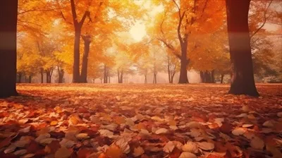 عکس تصویری زیبا از پاییز با برگ های رنگارنگ و پس زمینه هنری