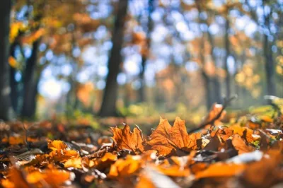 عکس تصویری زیبا از برگ های پاییزی در نور طلایی و دلنشین طبیعت