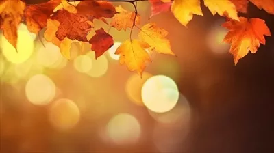 عکس تصویری زیبا از پاییز با برگ های رنگارنگ در حال سقوط