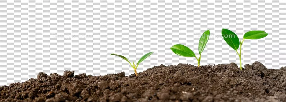 عکس دوربری روند رشد گیاه: مراحل مختلف و جذابیت های آن در طبیعت