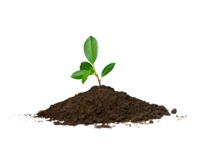 عکس دوربری نگاهی به زیبایی و تنوع گیاهان کوچک در خاک هوموس