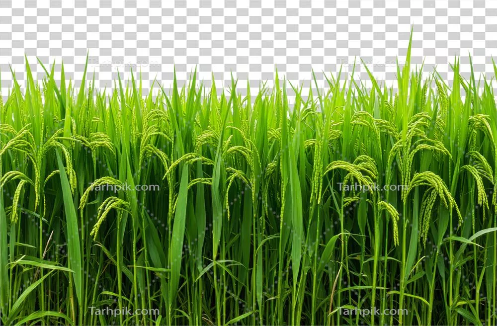 عکس دوربری مزرعه برنج آفتابی آماده برداشت با نمایی زیبا و دلنشین