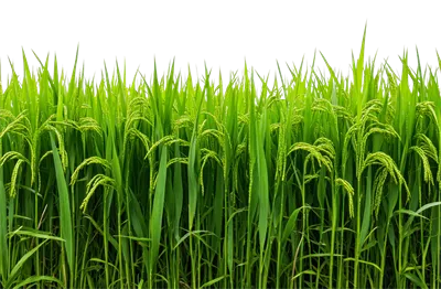 عکس دوربری مزرعه برنج آفتابی آماده برداشت با نمایی زیبا و دلنشین