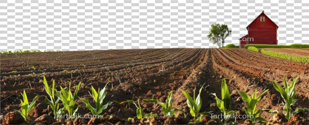 عکس دوربری جوانه های ذرت در حال رشد در مزرعه ای با انباری قرمز در دوردست