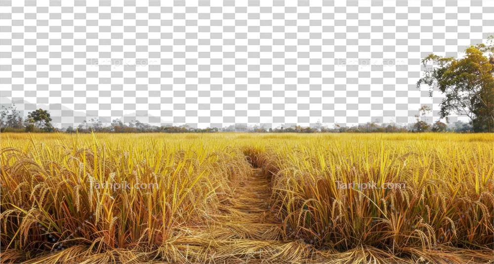 عکس دوربری مزرعه ای از برنج زرد با راهی خاکی در وسط آن