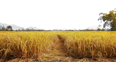 عکس دوربری مزرعه ای از برنج زرد با راهی خاکی در وسط آن