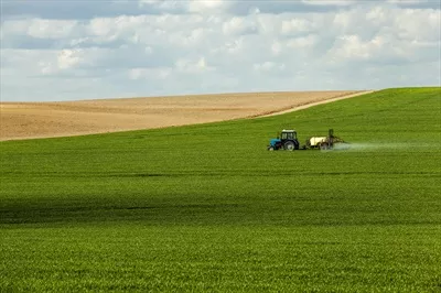 عکس مزرعه ای سرسبز با رشد چاودار سبز در دل طبیعت