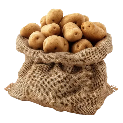 عکس دوربری سیب زمینی های تازه در کیسه ای بر روی پس زمینه شفاف
