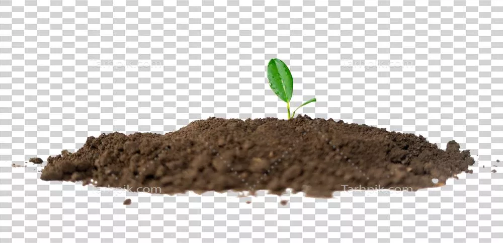 عکس دوربری جوانه ای سرسبز در دل خاک، نماد زندگی و رشد طبیعی