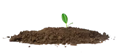 عکس دوربری جوانه ای سرسبز در دل خاک، نماد زندگی و رشد طبیعی