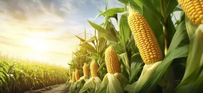 عکس نمای نزدیک از خوشه های ذرت در مزرعه ذرت با کیفیت بالا