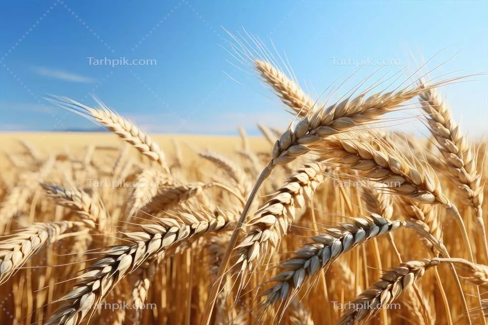 عکس مزرعه گندم طلایی در زیر آسمان آبی با نور خورشید درخشان