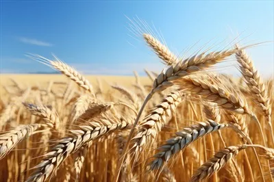 عکس مزرعه گندم طلایی در زیر آسمان آبی با نور خورشید درخشان