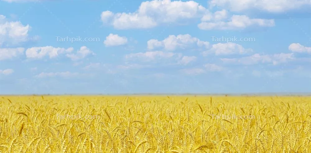 عکس مزرعه زرد با گندم رسیده و آسمان آبی با ابرهای زیبا