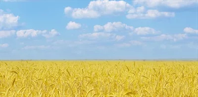 عکس مزرعه زرد با گندم رسیده و آسمان آبی با ابرهای زیبا