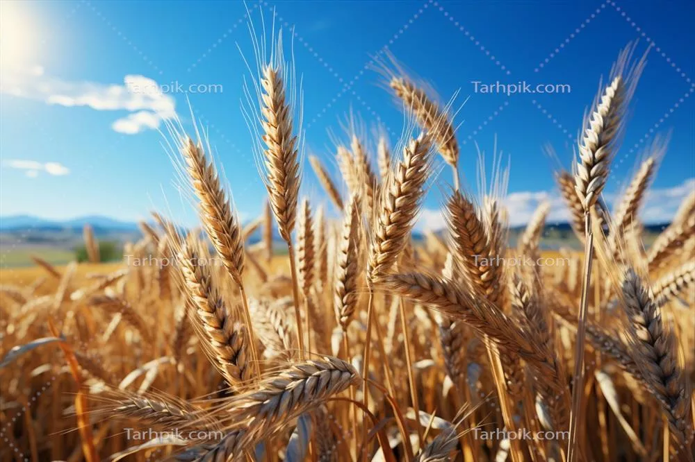 عکس مزرعه ای زیبا با دشت طلایی گندم و مناظر طبیعی خیره کننده