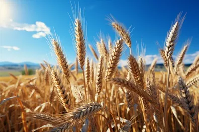 عکس مزرعه ای زیبا با دشت طلایی گندم و مناظر طبیعی خیره کننده