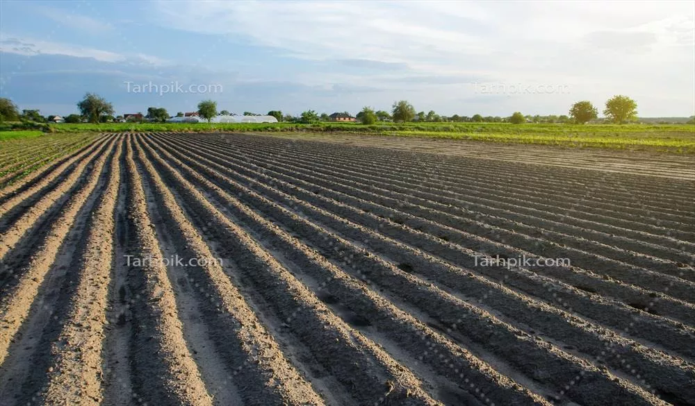 عکس مزرعه ای سرسبز با ردیف های سیب زمینی در روزی آفتابی تابستانی
