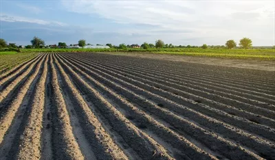 عکس مزرعه ای سرسبز با ردیف های سیب زمینی در روزی آفتابی تابستانی